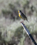 Western Meadowlark 4130